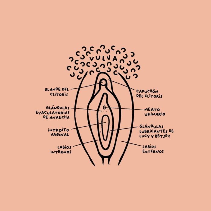 Vulva